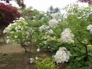 ミナヅキ　全体